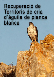 Projecte de recuperació de territoris de cria d'àguila de panxa blanca