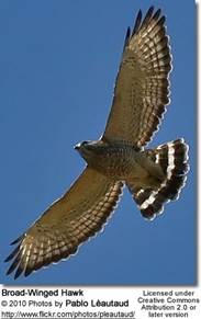 Broad Winged Hawk Buteo Playpterus Buteo Buteo, Aves De Traspatio, Im�genes De P�jaro, Aves Rapaces, Raptors, Halcones, Panam�