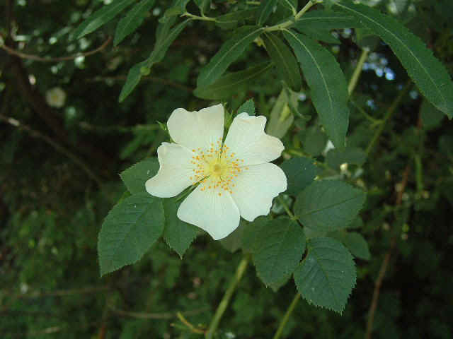 Flor de Escaramujo