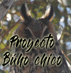 Proyecto Búho Chico