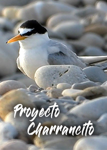 Proyecto Charrancitocomún