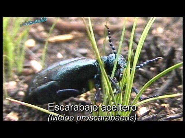 Aceitera, (Meloe proscarabaeus)