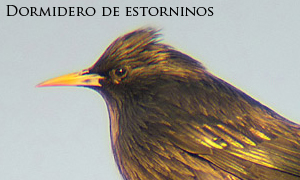 Dormidero de estorninos