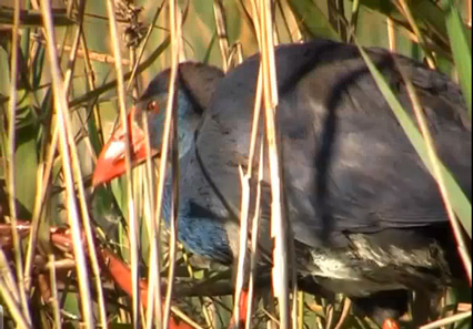 Calamón común filmado con videoscoping