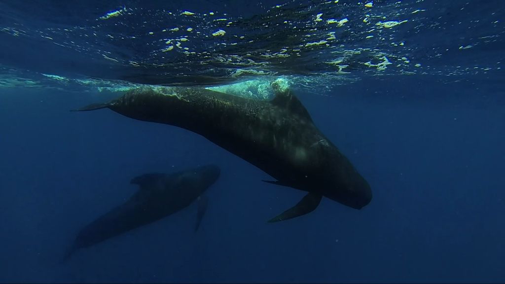 El Clan de la Atlántida