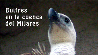 Buitres en la cuenca del Mijares