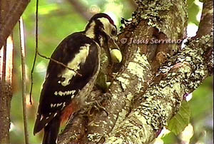 Picapinos y otras aves en Asturias