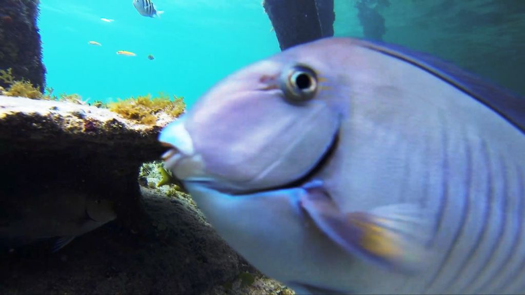 Quintana Roo azul clarito y oscuro